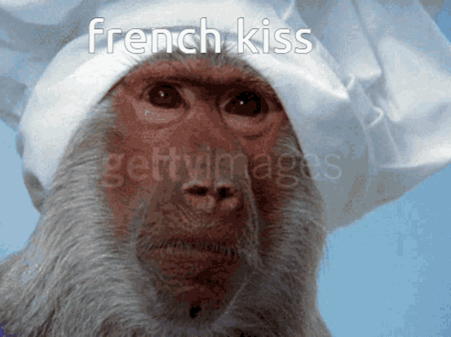 French Monkey GIF - French Monkey Monkee GIFs