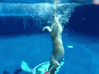 Deep Sea Frisbee GIF - Animals Dog Play GIFs
