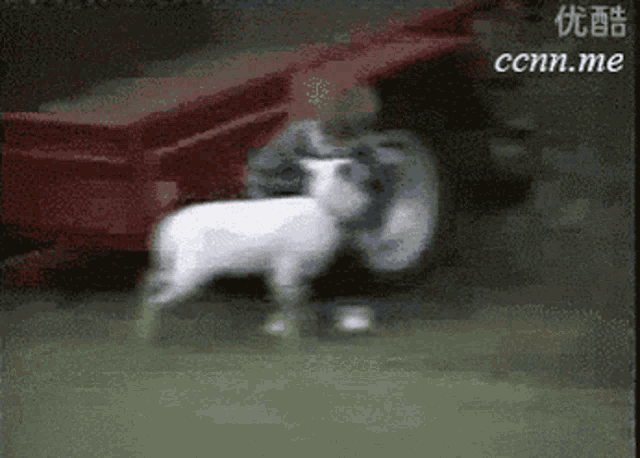 a white sheep is standing in front of a red tractor with ccnn.me written on the bottom right