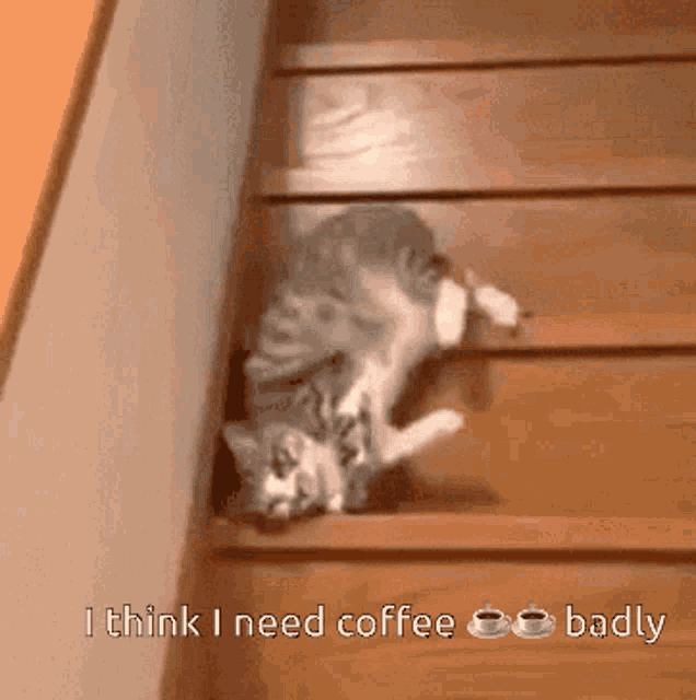 Cat Give Up Coffee GIF - Cat Give Up Coffee Sily GIFs
