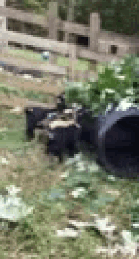 a blurred image of a sheep standing in a field .