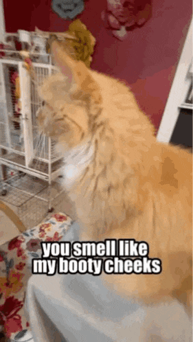 a cat that says you smell like my booty cheeks on it