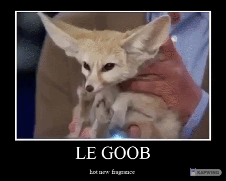 Le Goob Hot New Fragrance GIF - Le Goob Hot New Fragrance Fennec Fox GIFs