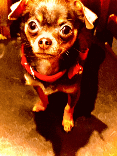 a small chihuahua wearing a red collar and a red scarf