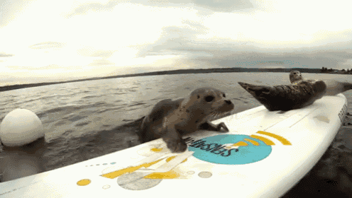 Seal Pup Slip N' Slide (Surfboard Remote Camera) GIF - Surfing Seals Slip And Slide GIFs
