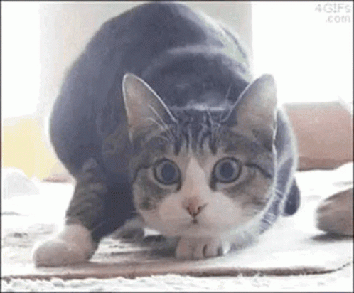Cat Wiggle GIF - Cat Wiggle Bernie GIFs