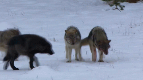 Black Wolf Wolf GIF - Black Wolf Wolf Wolf Therian GIFs