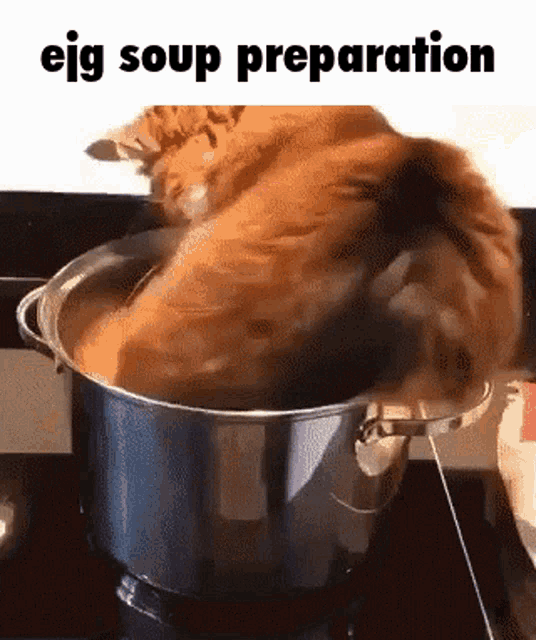 Ejg Soup GIF - Ejg Soup Cat GIFs