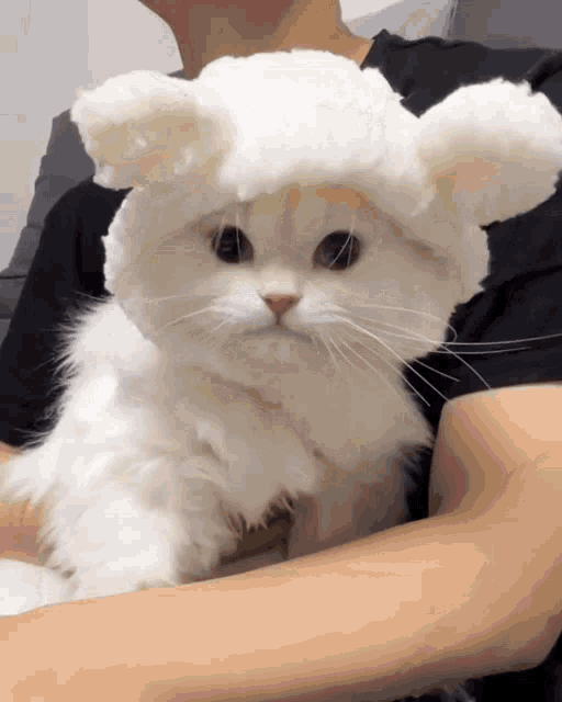 a person is holding a white cat that is wearing a hat