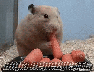 хомяк хомячки есть перекус морковка GIF - Hamster Chewing Eat GIFs