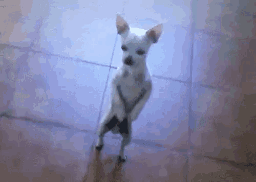 a small white dog standing on its hind legs on a tile floor