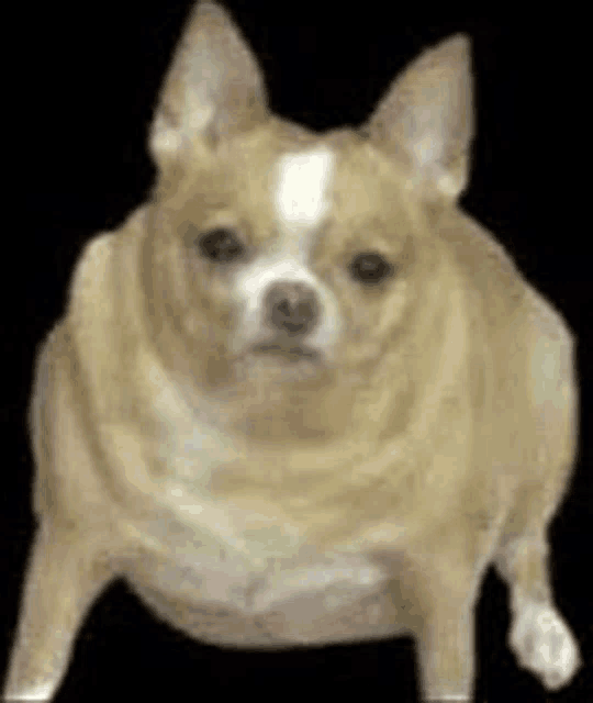 a very fat chihuahua dog is sitting on a black background .