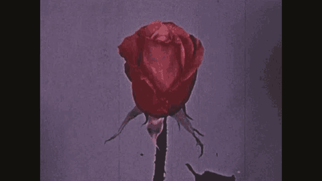 a picture of a red rose with the words " oni japan "