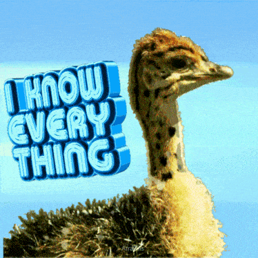 Know Everything Gif Funny Animals GIF - Know Everything Gif Funny Animals Ostrich GIFs