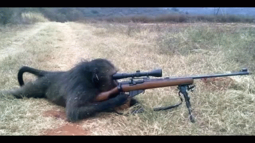Sniper Monkey GIF - Sniper Monkey GIFs