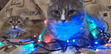 two cats are laying on a couch with christmas lights around their necks