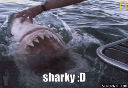 Shark Sharky GIF - Shark Sharky Meme GIFs
