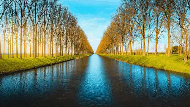 a row of trees along the side of a body of water