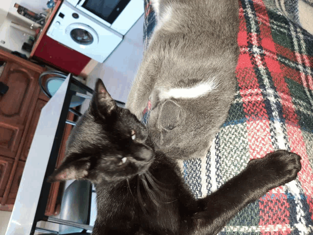 a black cat is laying on a plaid blanket next to a gray cat