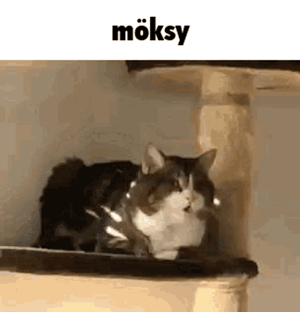 Möksy Emi GIF - Möksy Emi Miau GIFs