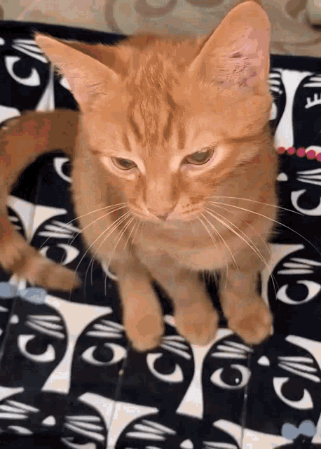 an orange cat sitting on a black and white blanket with eyes on it