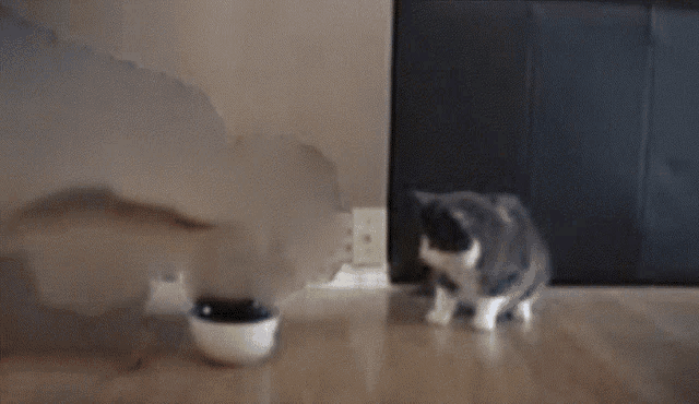 Food Cat GIF - Food Cat Eats GIFs