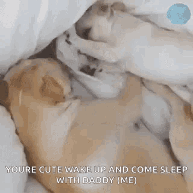 Are You Awake How About Now GIF - Are You Awake How About Now Dogs GIFs