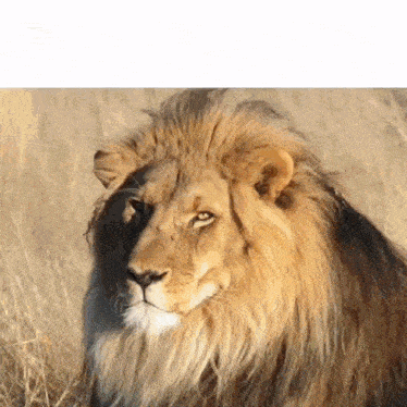 a close up of a lion 's head in the grass looking at the camera .