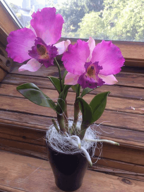 purple flowers in a black pot on a wooden window sill