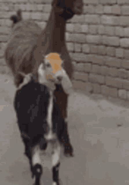 two goats are standing next to each other on a sidewalk in front of a brick wall .