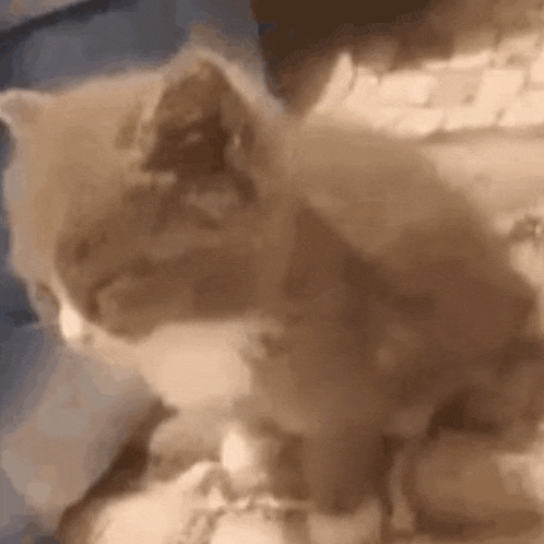 a close up of a kitten sitting on top of a couch .