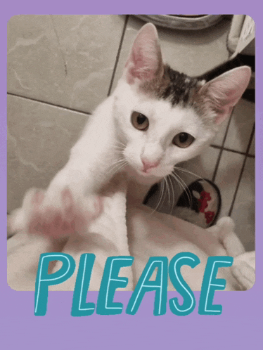 a picture of a cat with the word please written on it