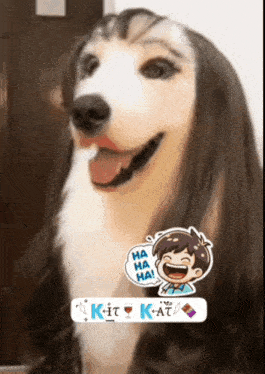 a dog with long hair has a sticker that says ha ha ha