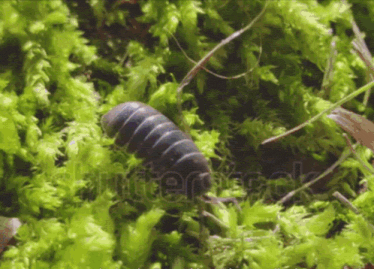a close up of a bug in the moss with the word shutterstock visible