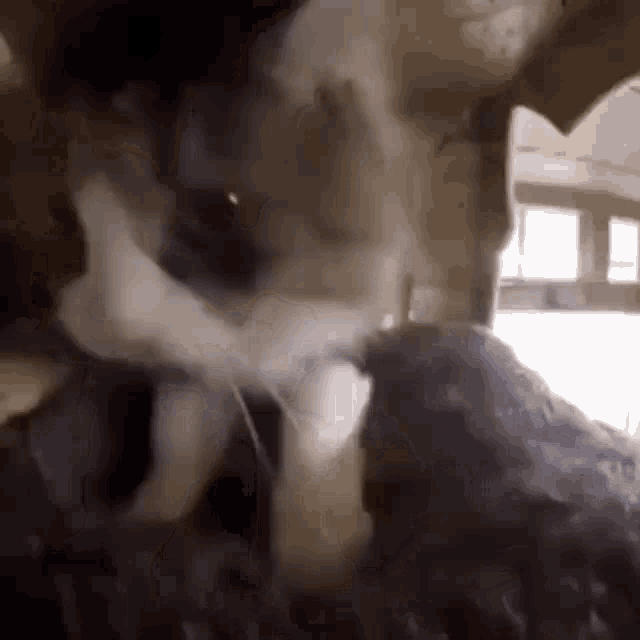 a close up of a cat playing with a mouse .