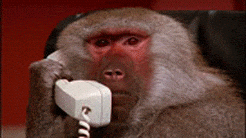 Monkey Calling GIF - Monkey Calling GIFs