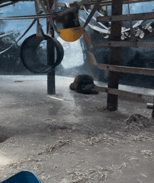 a monkey is laying on the ground in a zoo cage