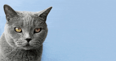 a close up of a gray cat with yellow eyes on a blue background