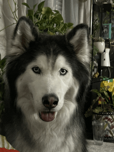 a husky dog with its tongue hanging out looking at the camera