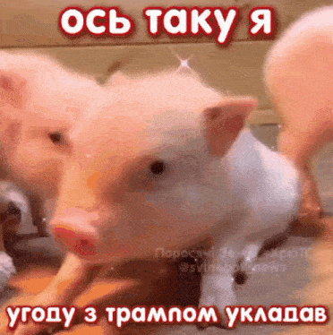 two pigs are standing next to each other with the words " ось таку я " above them