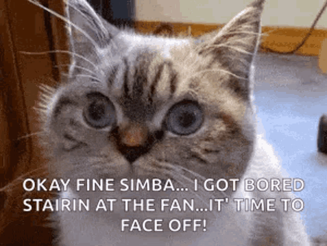 Samuel Jackson Cat GIF - Samuel Jackson Cat Stare GIFs