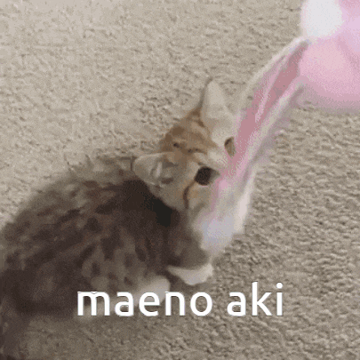a kitten is playing with a pink toy and says maeno aki