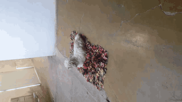 a small dog is laying on a rug on the floor