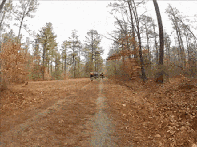 a group of people are walking down a dirt path in the woods