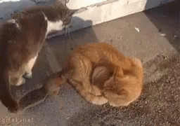 Cats Squirrel GIF - Cats Squirrel Funny Animals GIFs