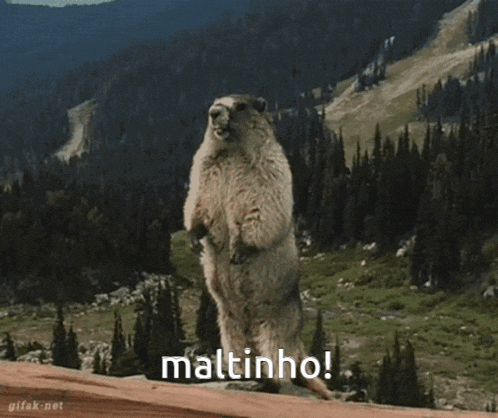 a groundhog standing on its hind legs with the word maltinho written on the bottom