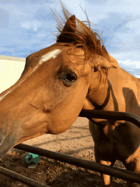 a brown horse with a white spot on its forehead looks over a metal fence