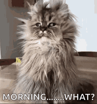 a fluffy cat is sitting on a table and looking at the camera with the words morning what written below it .