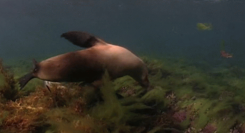 Synchronized Swimming GIF - Purenaturespecials Saltylove Sealions GIFs