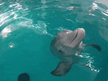 Dolphin Dolphin Tale GIF - Dolphin Dolphin Tale Winter The Dolphin GIFs